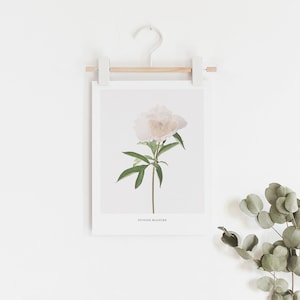 May include: A white framed print of a single white peony flower with green leaves. The print is hanging on a white wall with a wooden dowel rod and white hooks. The text "PEONIA BLANCHE" is printed at the bottom of the print.