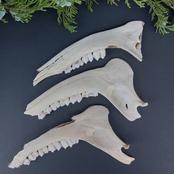 3 huesos de mandíbula de venado rotos para elaborar **