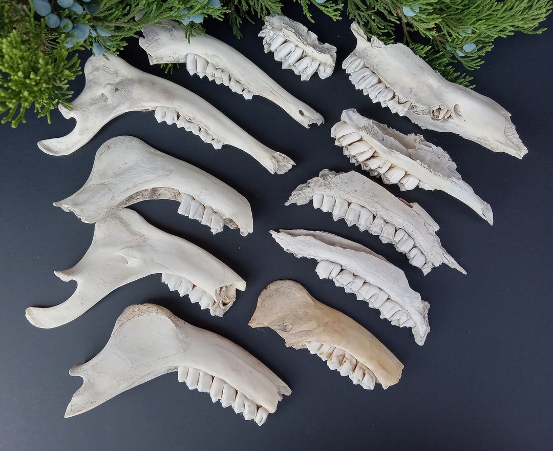 11 Broken Deer Jaw Bones for Crafting Etsy