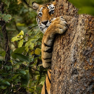 May include: A tiger with orange fur and black stripes peeking from behind a textured brown tree trunk. The tiger has its large paw resting on the bark, showing sharp claws and detailed fur patterns, with green foliage visible in the background.