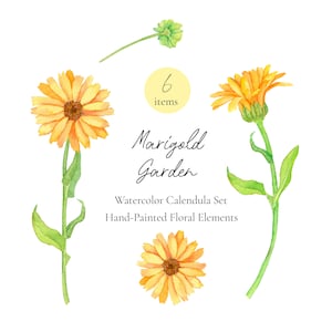Clipart de calêndula em aquarela – Conjunto de PNG floral de calêndula, elementos botânicos de flor de laranjeira, ilustração de ervas, download instantâneo