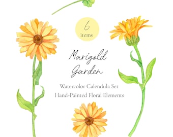 Watercolor Calendula Clipart – Marigold Floral PNG Set, Botanical Orange Flower Elements, Herbal Illustration, Instant Download