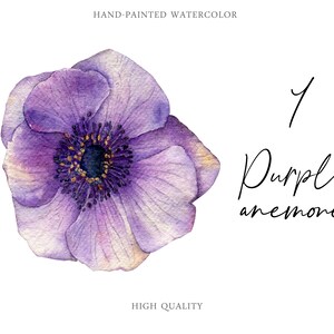 Aquarell lila Anemone Blumen violett Clipart PNG PSD Digital Download Zarte Hochzeit Invite DIY Elemente botanische Illustration