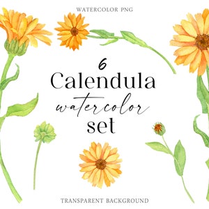 Watercolor Calendula flowers set Healing herbals Digital Download Autumn floret PNG clipart yellow orange florals image 1