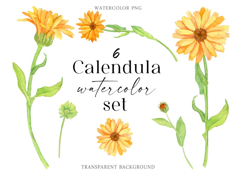 Watercolor Calendula flowers set Healing herbals Digital Download Autumn floret PNG clipart yellow orange florals image 1