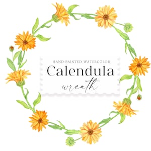 Aquarela Coroa de calêndula Ervas curativas Download digital Flor de outono PNG clipart amarelo laranja florais logotipo da fazenda logotipo da fazenda