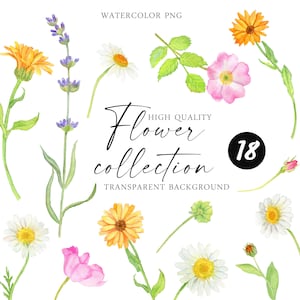 Conjunto de flores em aquarela Calêndula lavanda camomila rosa mosqueta Ervas curativas Download digital floret PNG clipart amarelo laranja rosa florais