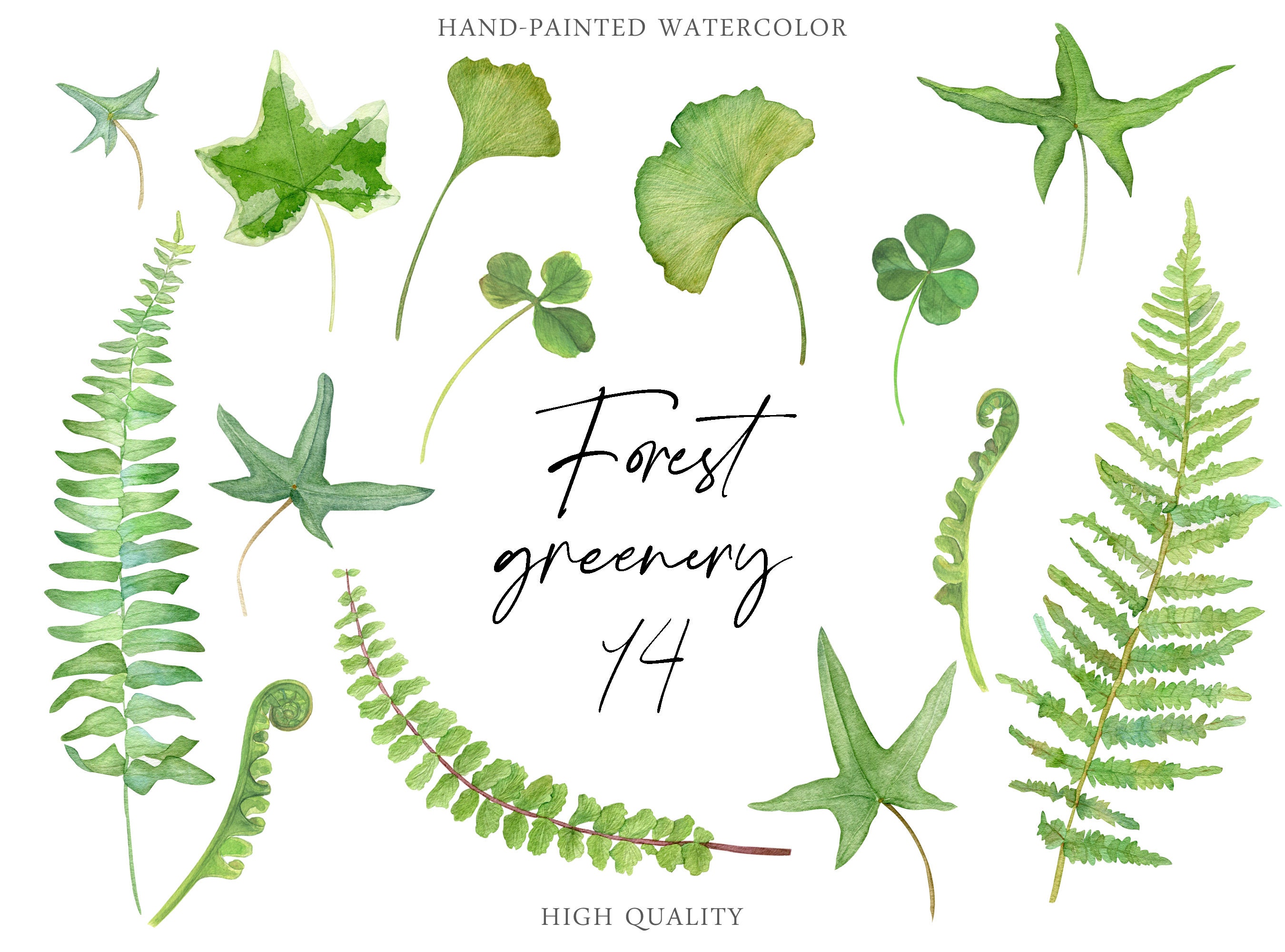 Forest greenery Watercolor botanics elements clipart Woodland Wild flora Fern Clover ginkgo biloba ivy leaves Digital PNG instant download