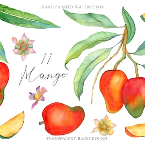 May include: Watercolour illustration of 11 mango fruits, with green leaves and flowers. The text "11 Mango" is written in black cursive font. The background is transparent.