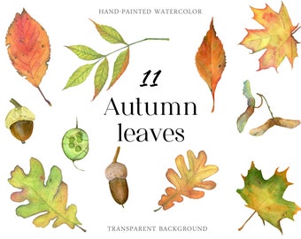 Watercolor Fall Clipart Autumn Leaves maple oak acorns Cozy Thanksgiving Individual botanics elements PNG Nature Diary Kids activities
