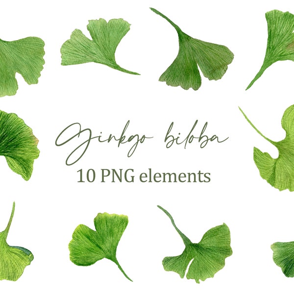 Aquarel trendy groen Ginkgo biloba Bladeren Natuur Botanische set Instant Download Tropische clipart png afzonderlijke elementen hoge resolutie