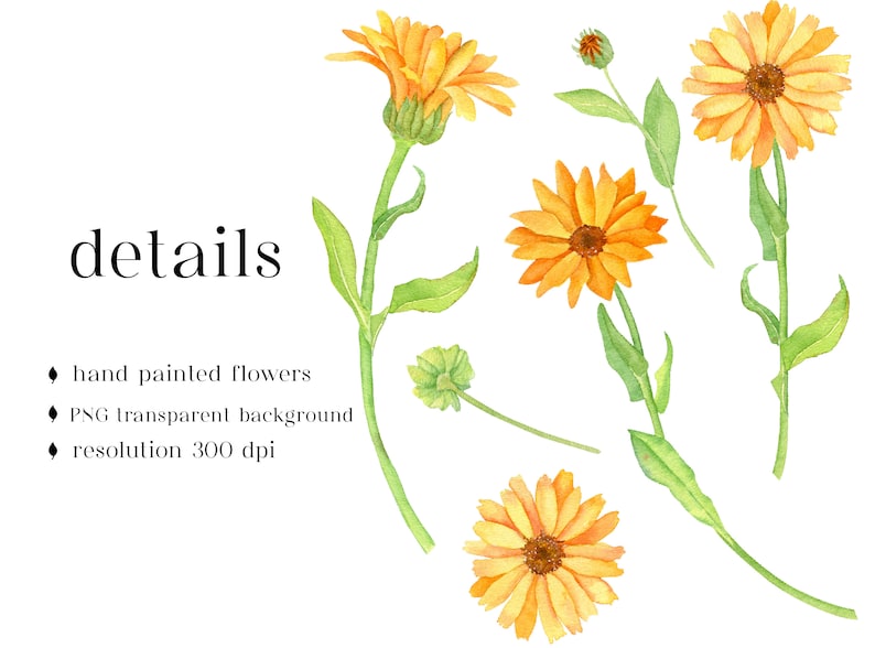 Watercolor Calendula flowers set Healing herbals Digital Download Autumn floret PNG clipart yellow orange florals image 2