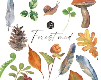 Watercolor forest botanics elements foliage clipart Woodland plants Wild flora berries Fern Clover Mushroom Feather Digital PNG nature study