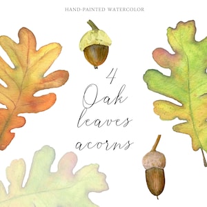 Watercolor oak leaves and acorns Fall Clipart Autumn Leaves Cozy botanics elements Thanksgiving Individual PNG Nature Diary Kids activities image 1