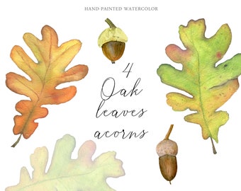 Watercolor oak leaves and acorns Fall Clipart Autumn Leaves Cozy botanics elements Thanksgiving Individual  PNG Nature Diary Kids activities