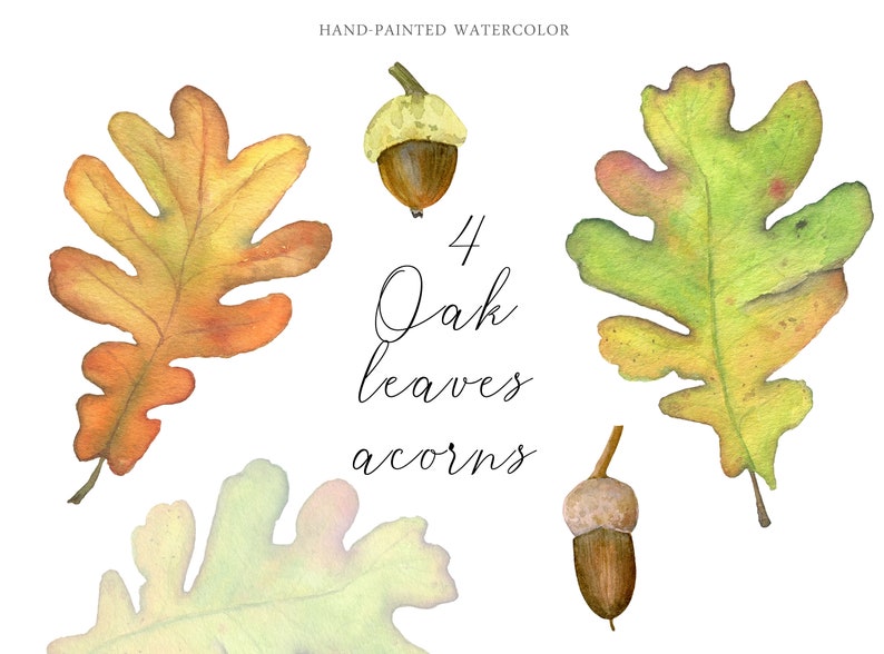 Watercolor oak leaves and acorns Fall Clipart Autumn Leaves Cozy botanics elements Thanksgiving Individual PNG Nature Diary Kids activities image 1