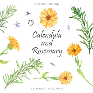 Watercolor Calendula flowers Blue Rosemary plant Organic Herbs set Healing Digital Download botanical gardening PNG clipart