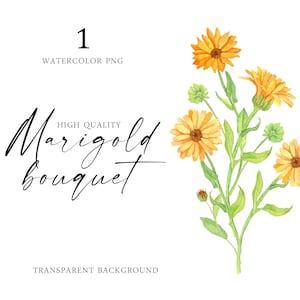 Watercolor Calendula flowers Marigold bouquet Healing herbals Digital Download floret PNG clipart yellow orange florals