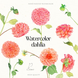 Acquerello Dahlia Clipart PNG autunno fiori rosa Autunno Boho Download digitale Delicato invito a nozze elementi fai da te