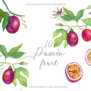 Aquarell Süße Passion Obst Blume Passiflora Exotische Clipart DIY Basteln botanischen Druck Set PNG Digital Download transparent Hintergrund