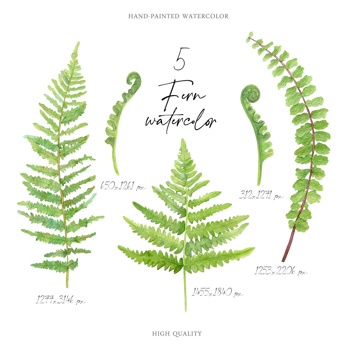 Watercolor Ferns Fronds Fiddleheads Leaves Clipart Botanical Elements Woodland Wild Flora ...