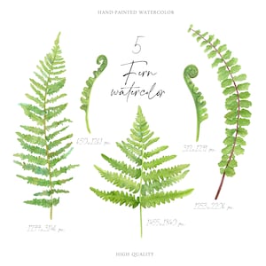 Aquarelle de feuilles de fougères de fougères clipart éléments botaniques Flore sauvage des bois Téléchargement instantané numérique PNG Impression de verdure de la forêt