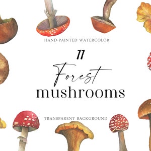 Champignons vénéneux comestibles aquarelle individuel PNG forêt botanique ensemble bois automne clipart récolte d'automne Plantes sauvages PNG numérique