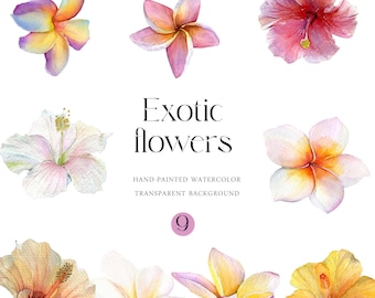 Watercolor exotic flowers clipart PNG hibiscus frangipani plumeria bright pink yellow white colors tropical theme transparent background