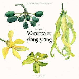 Watercolor Ylang Ylang flowers clipart Aromatherapy medicine plants aphrodisiac Botanical illustration cananga tree PNG