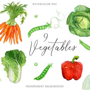 Watercolor Veggies Clipart Bundle | Cabbage, carrots, paprika, peas PNG | Farm Fresh Food Illustrations for DIY & Branding