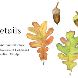 Watercolor oak leaves and acorns Fall Clipart Autumn Leaves Cozy botanics elements Thanksgiving Individual PNG Nature Diary Kids activities image 2