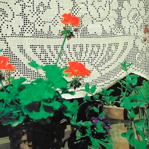 May include: A window scene featuring potted plants with vibrant orange flowers and green foliage. The plants are in various pots, set against a backdrop of a white, intricately patterned lace curtain. The scene evokes a sense of home and nature.