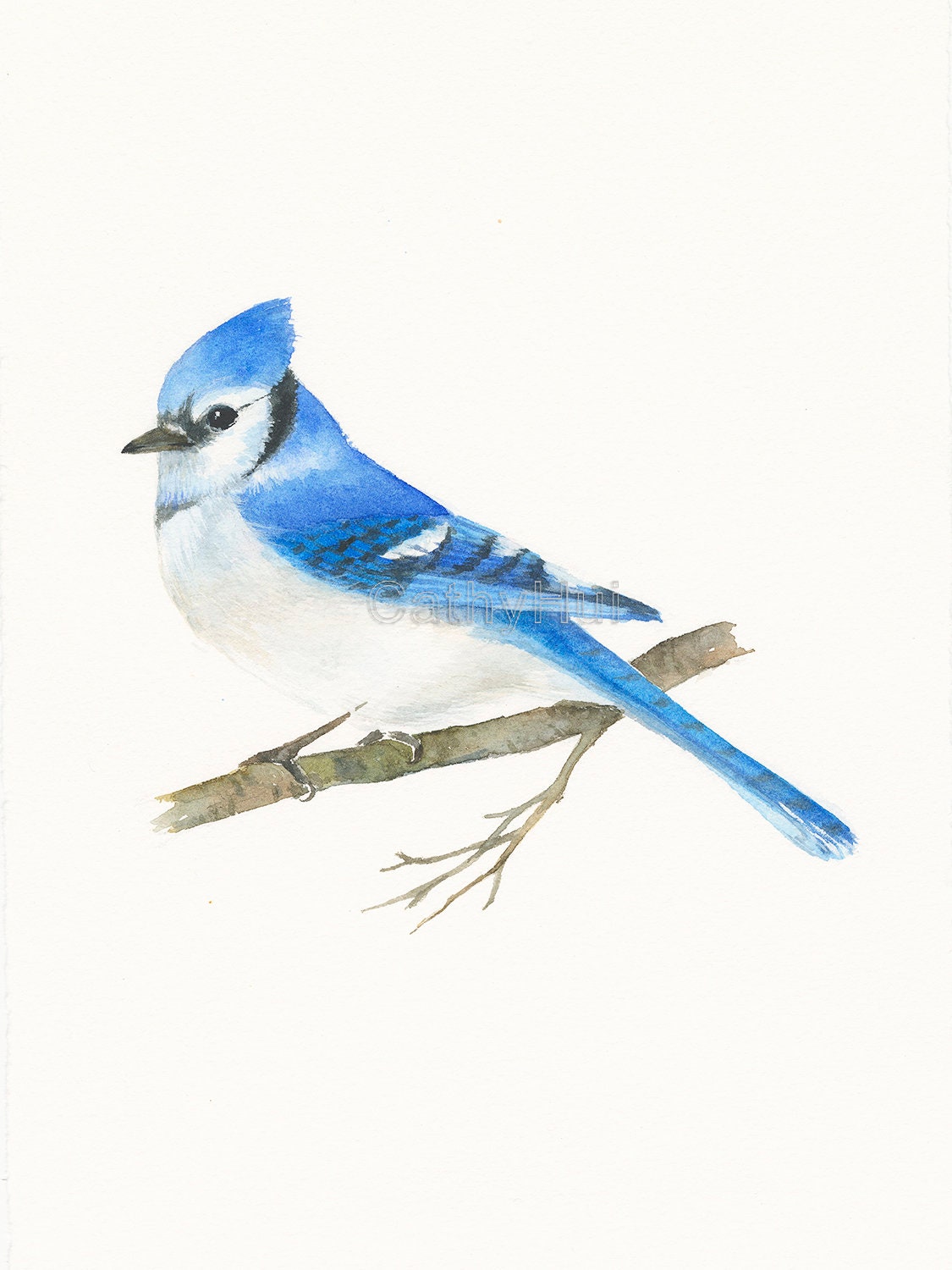 Bird Lover Decor Blue Plush Crested Jay Birds Small Original Watercolor Painting Colorful Bird Artwork Watercolor Art Collectibles Delage Com Br