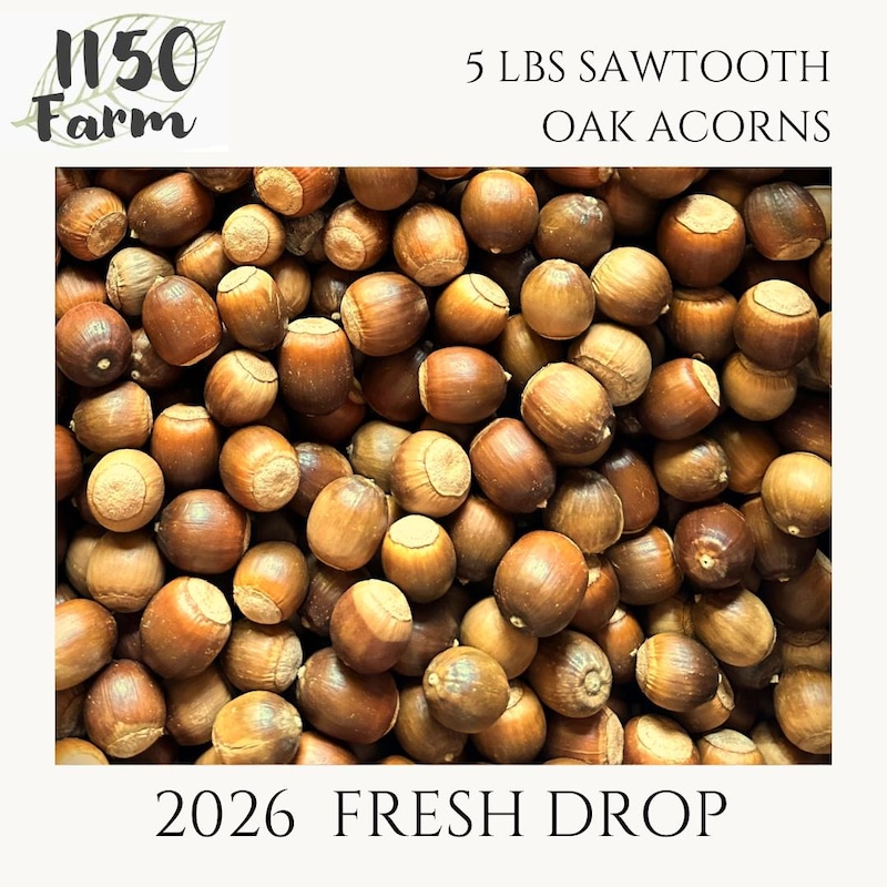 Fresh Acorns 2026 Harvest - Etsy