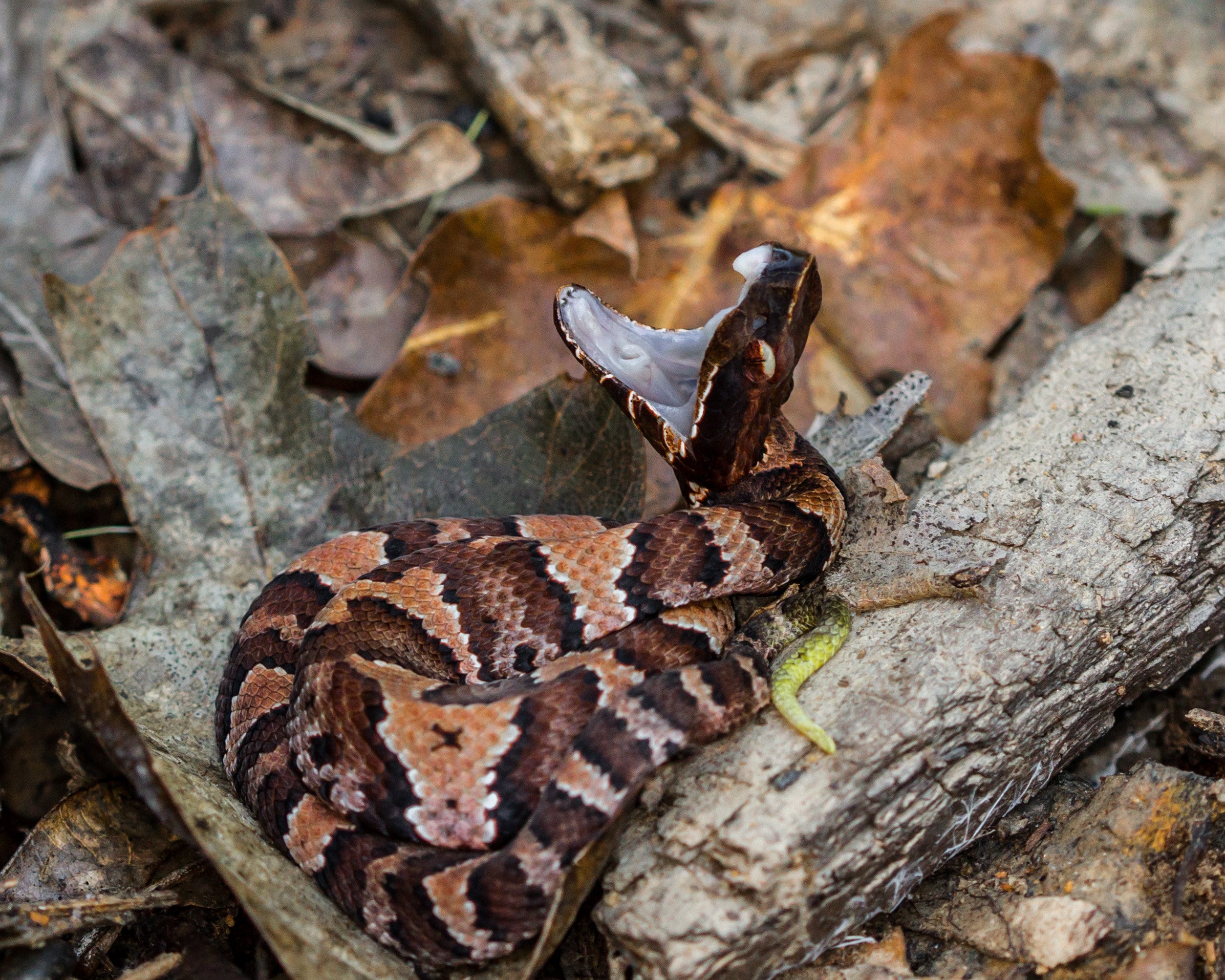 Baby Northern Cottonmouth Etsy