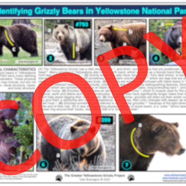 Identifying Grizzly Bears in Yellowstone National Park