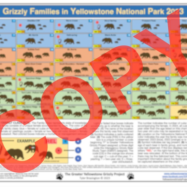 Grizzly Families in Yellowstone National Park 2023 Chart