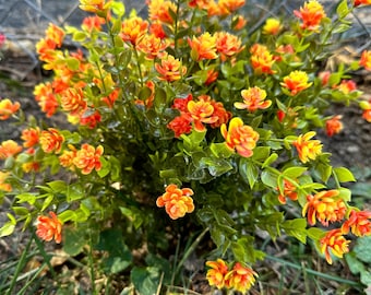 Planta/arbusto artificial de eucalipto naranja para paisajismo de jardines.