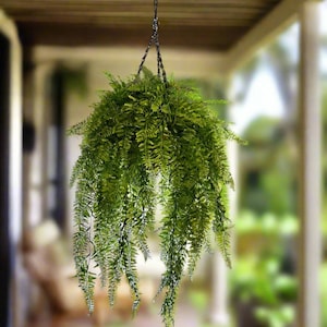 Hanging Ferns - Etsy