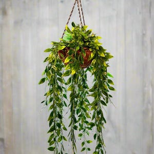 Hanging Jasmine Plant - Etsy