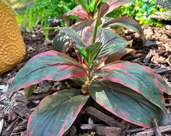 Planta artificial Aglaonema para interior y exterior