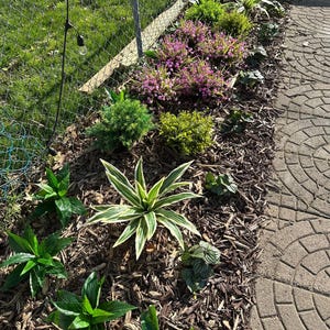 Planta artificial Brazilian Beauty Tequila de 20 hojas para jardín. imagen 7