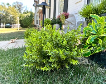 Planta artificial de boj para paisajismo de jardín, decoración del hogar, vegetación al aire libre