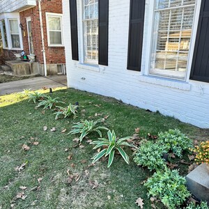 Planta artificial Brazilian Beauty Tequila de 20 hojas para jardín. imagen 5