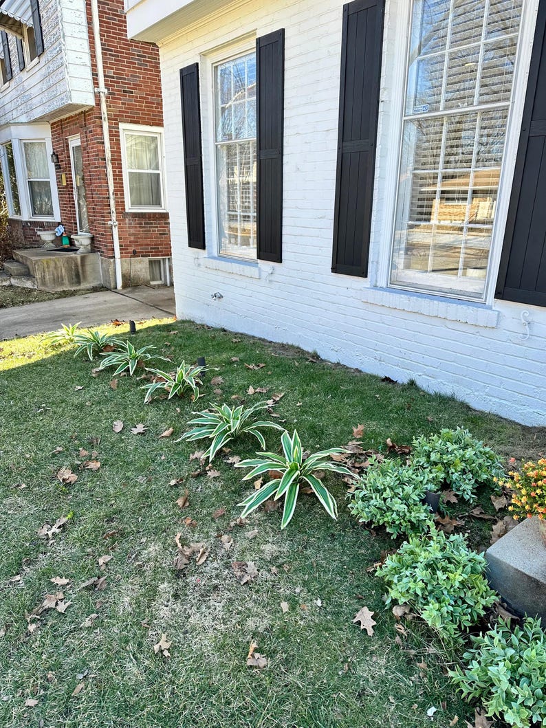 Planta artificial Brazilian Beauty Tequila de 20 hojas para jardín. imagen 5