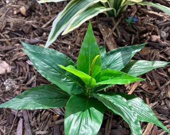 Aglaonema verde, planta artificial de exterior que parece real