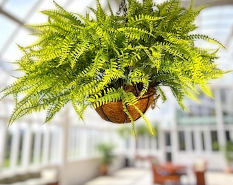 Planta de helecho artificial para paisajismo de jardines