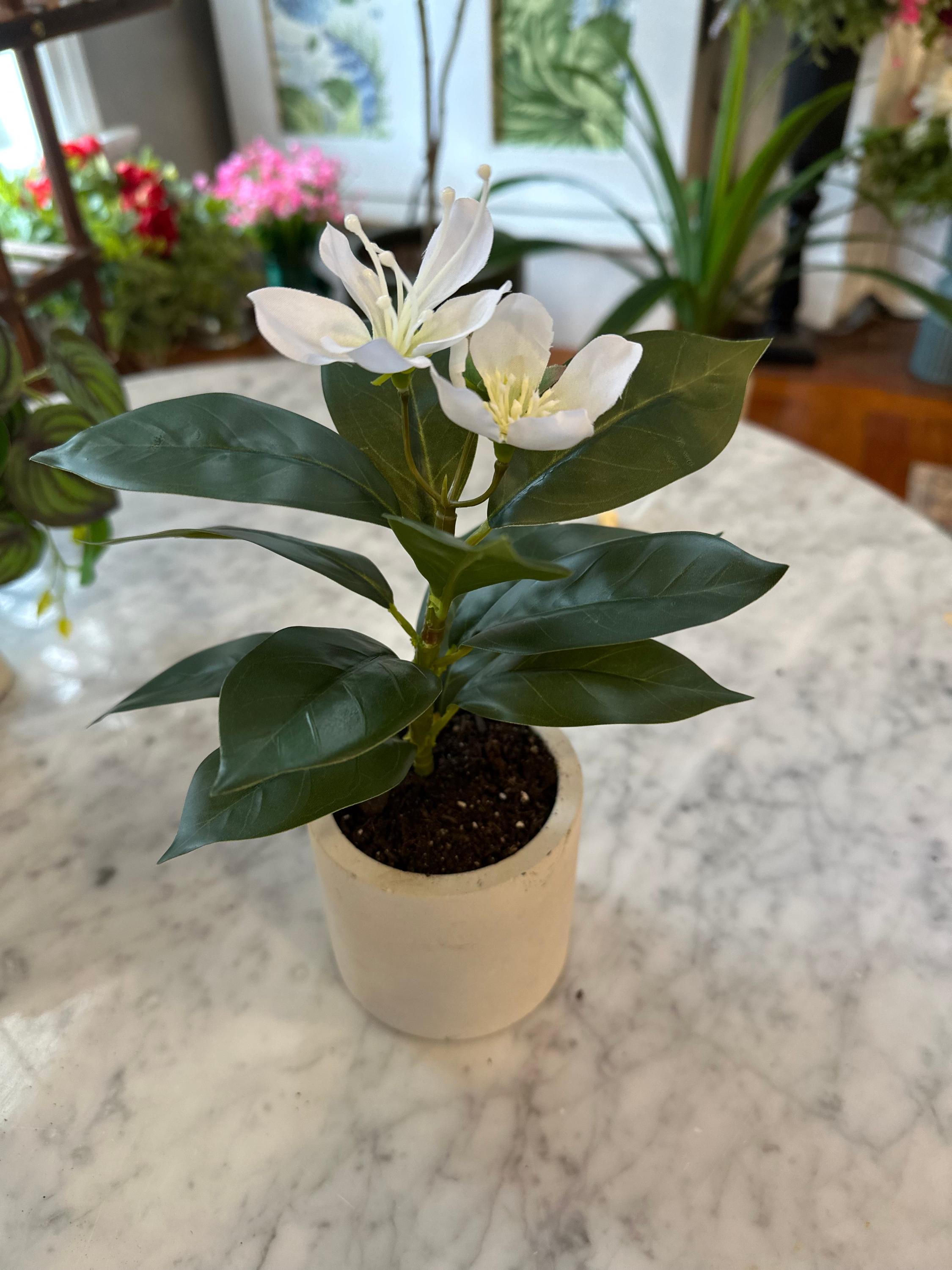 Francis - Pacific Rhododendron Artificial Indoor Plant in Cement Vase ...