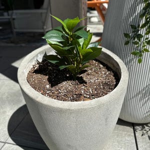 May include: A small green plant with dark green leaves growing in a gray concrete pot. The pot is round and has a textured surface.