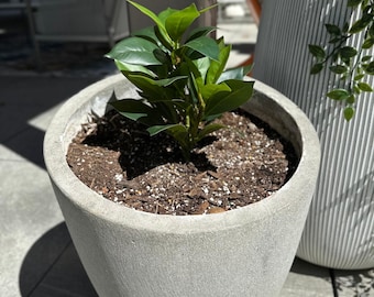Maggie – Planta artificial de tallo de magnolia o hoja de violín, para exterior o interior.